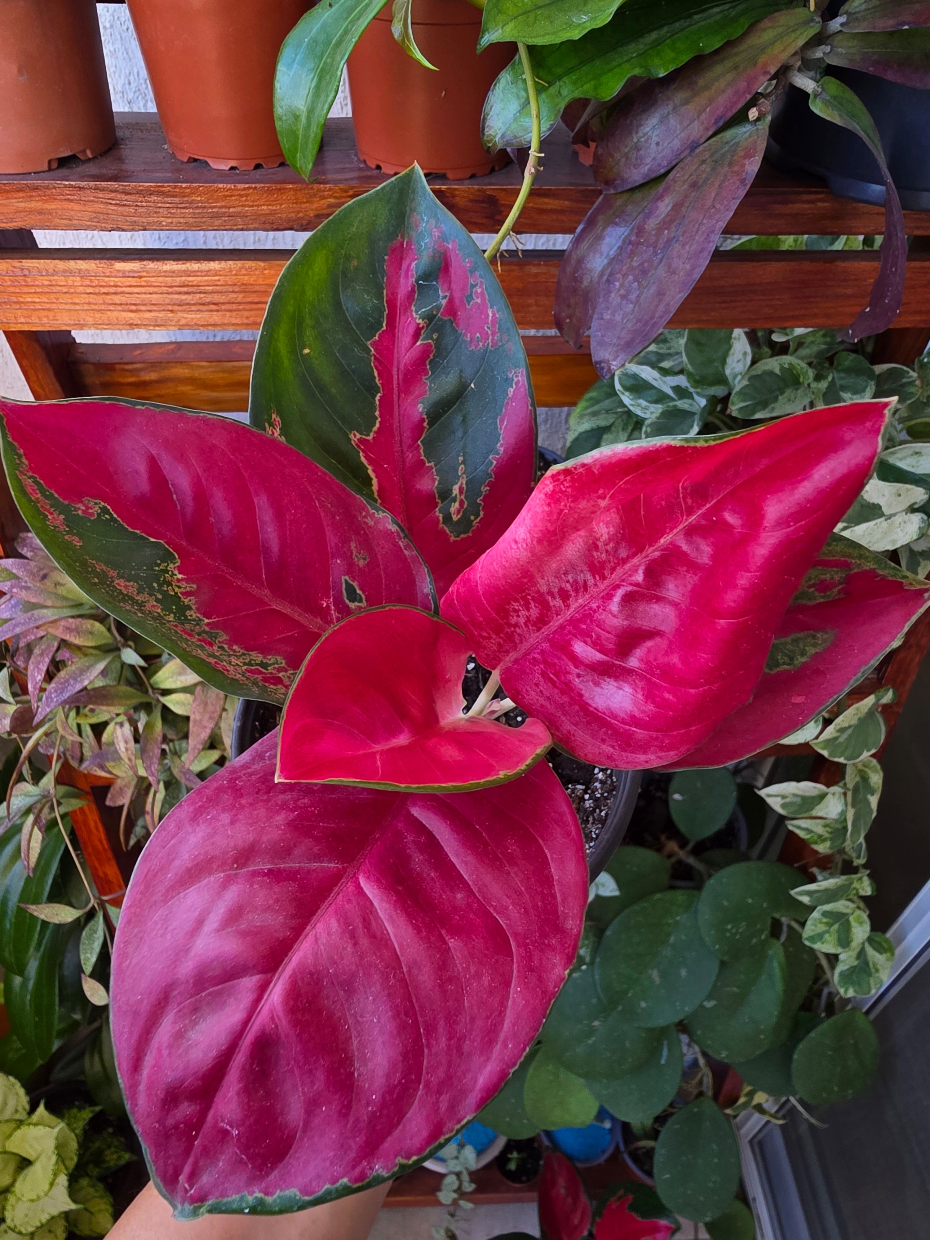 【はるplants】 Amelias.garden| Plantas de Colección|