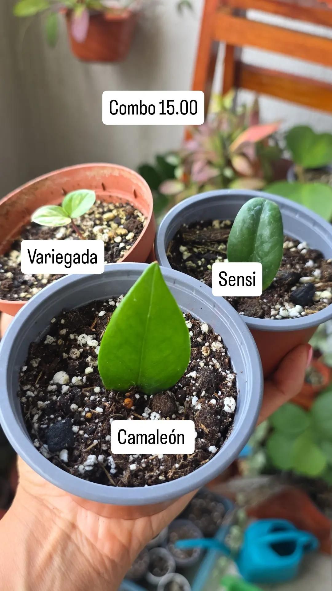 【はるplants】 Amelias.garden| Plantas de Colección|