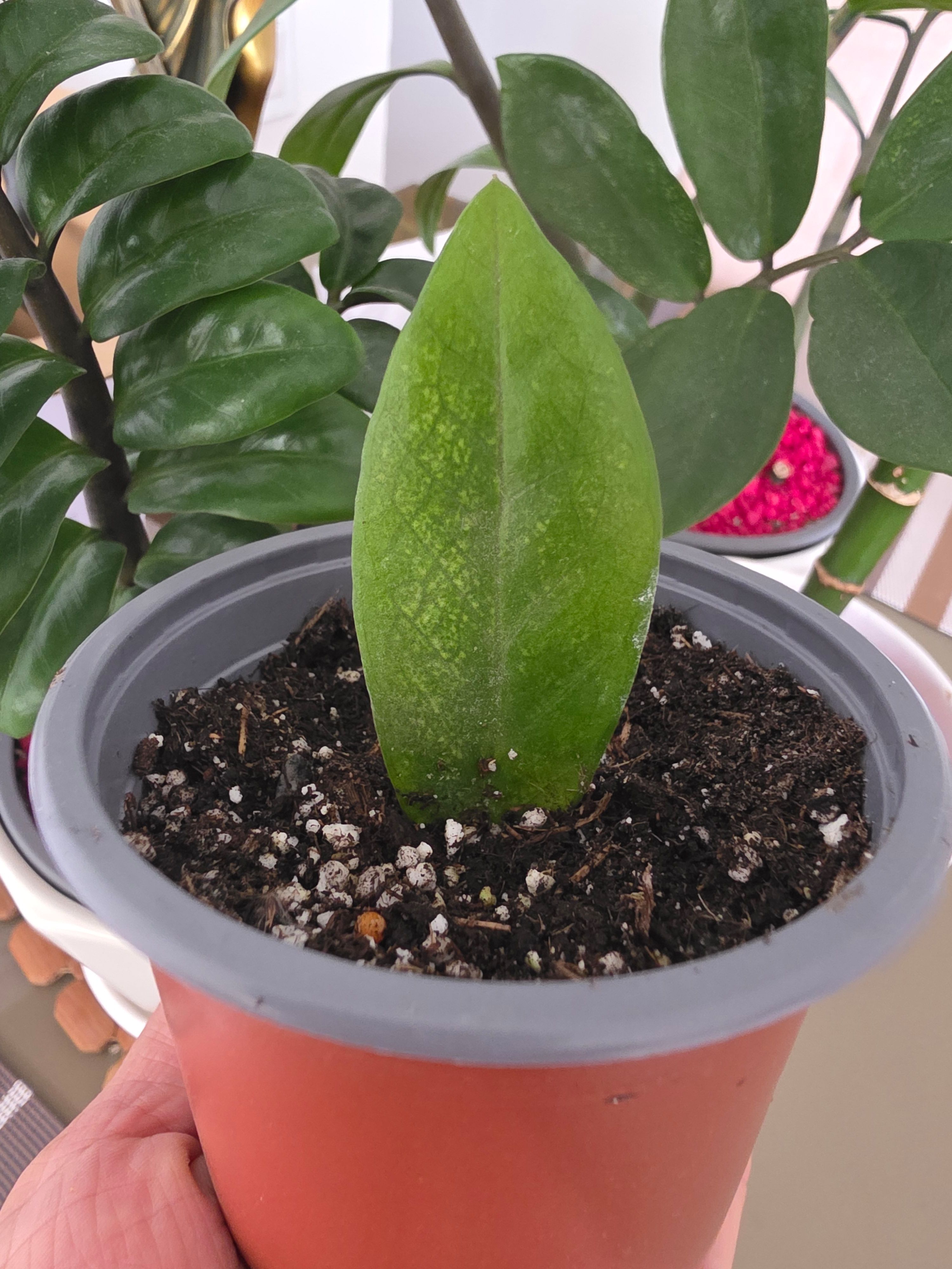Amelias.garden| Plantas de Colección|
