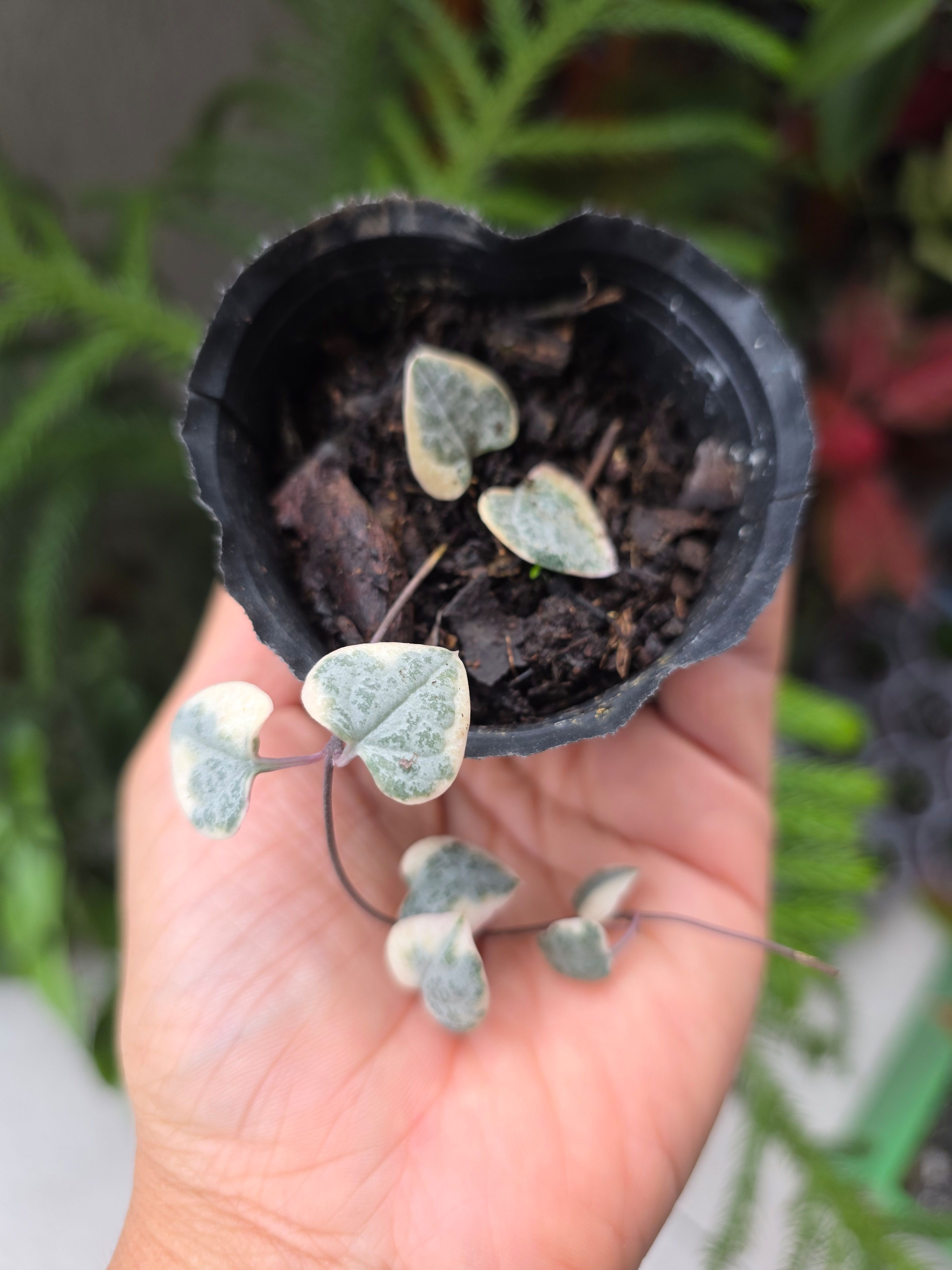 Amelias.garden| Plantas de Colección|