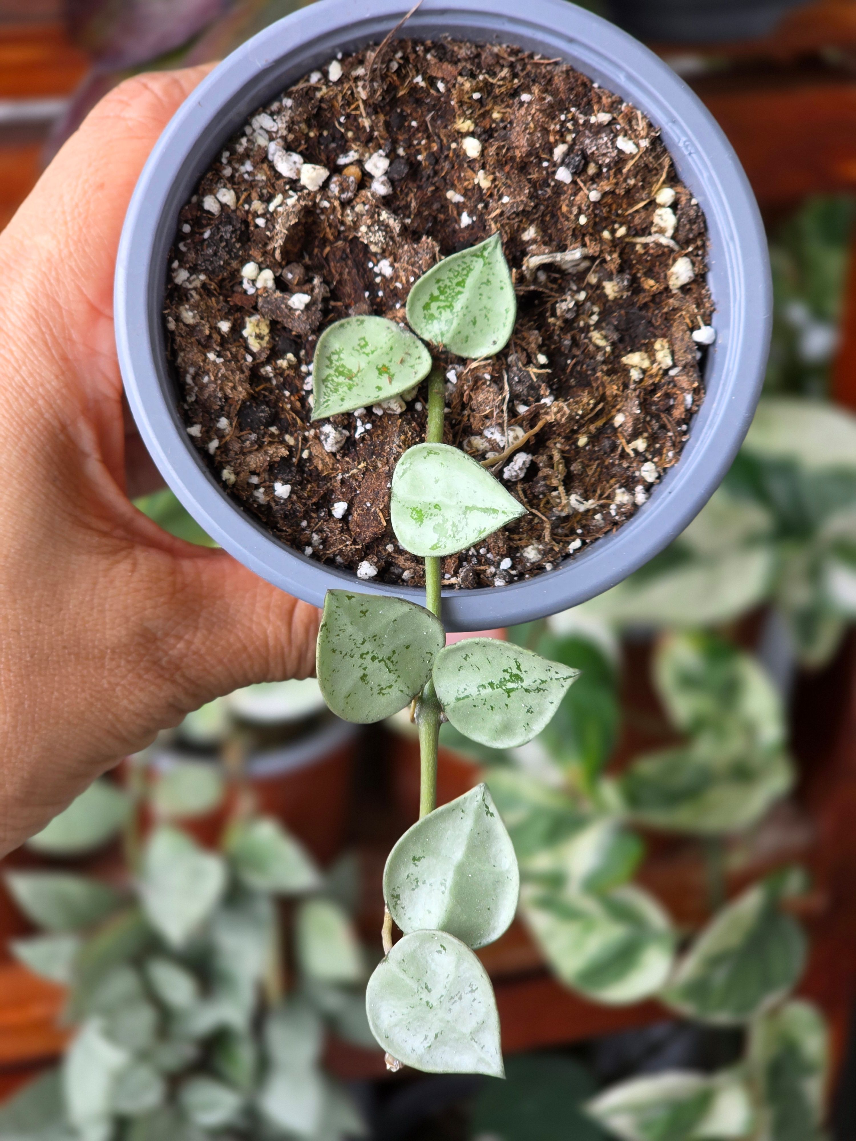 Amelias.garden| Plantas de Colección|