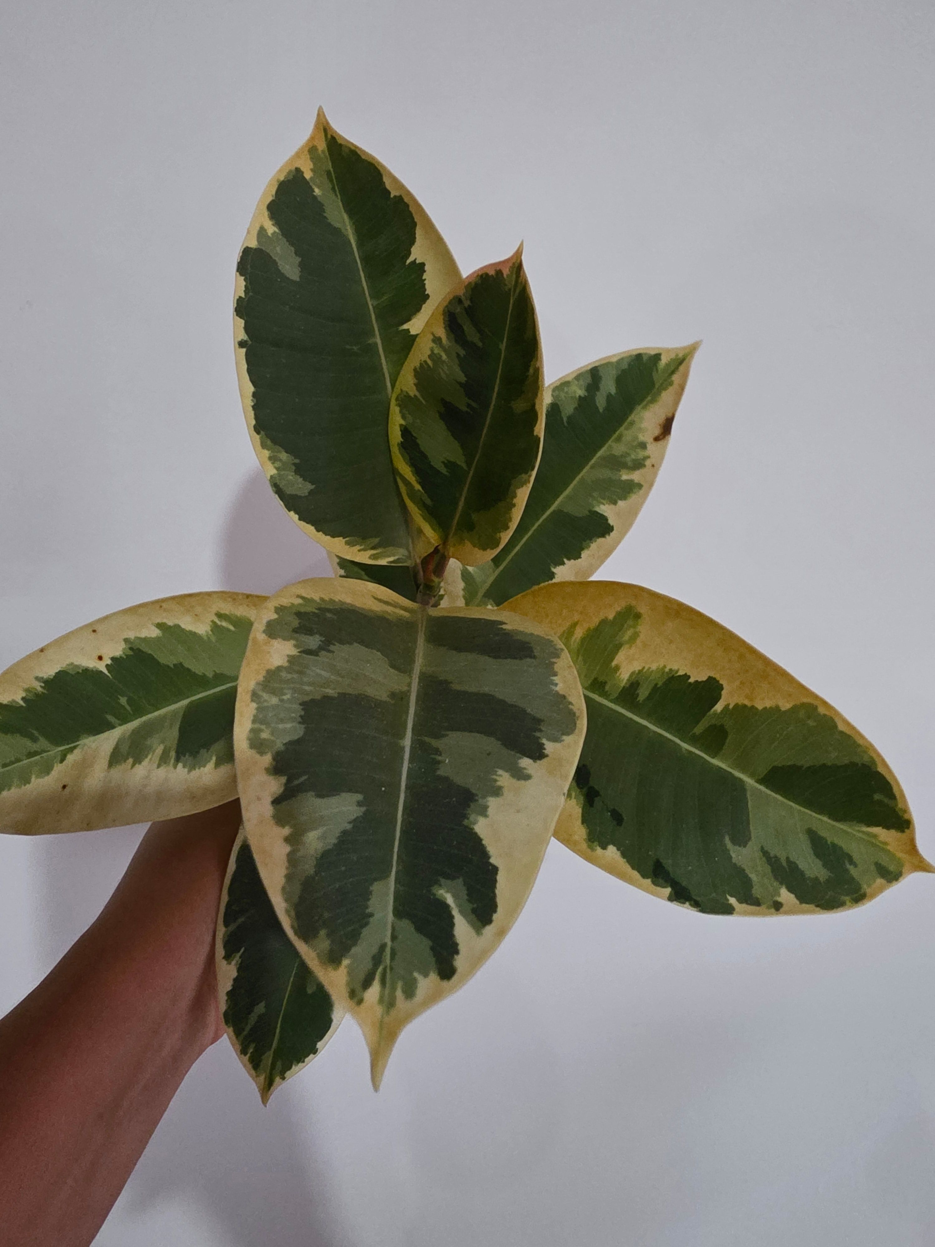 Amelias.garden| Plantas de Colección|