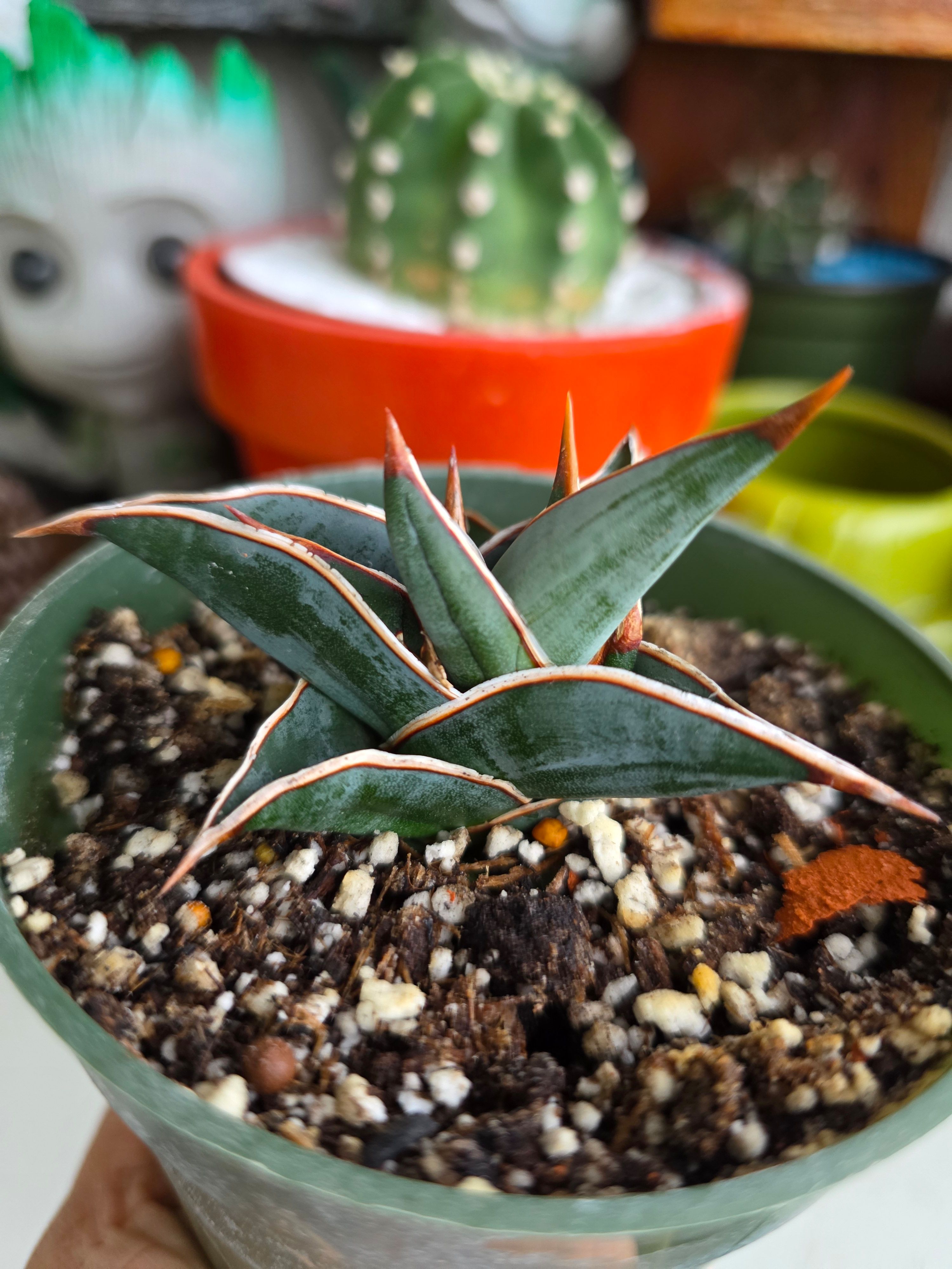 Amelias.garden| Plantas de Colección|